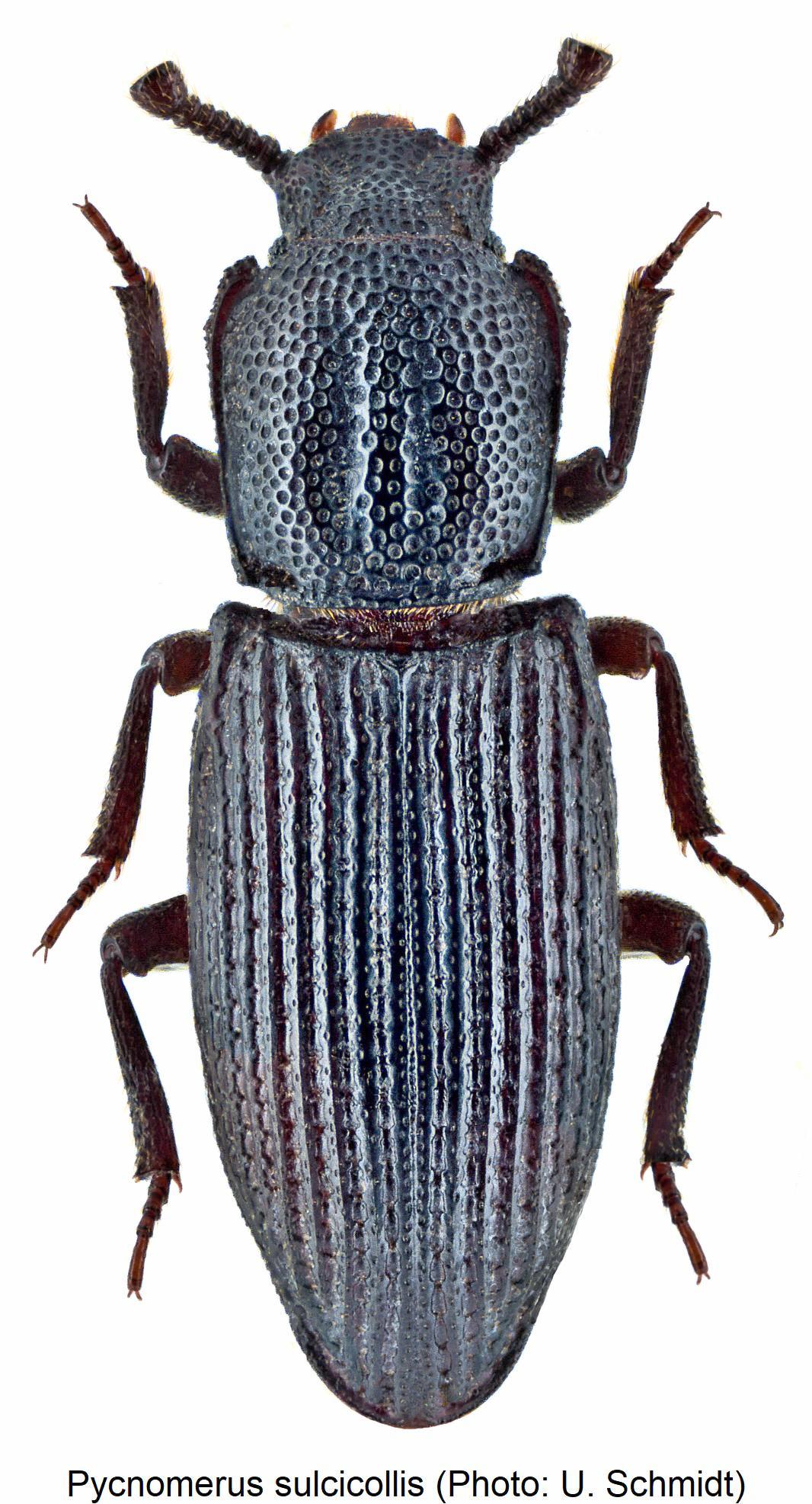 pycnomerus_sulcicollis_hab.jpg