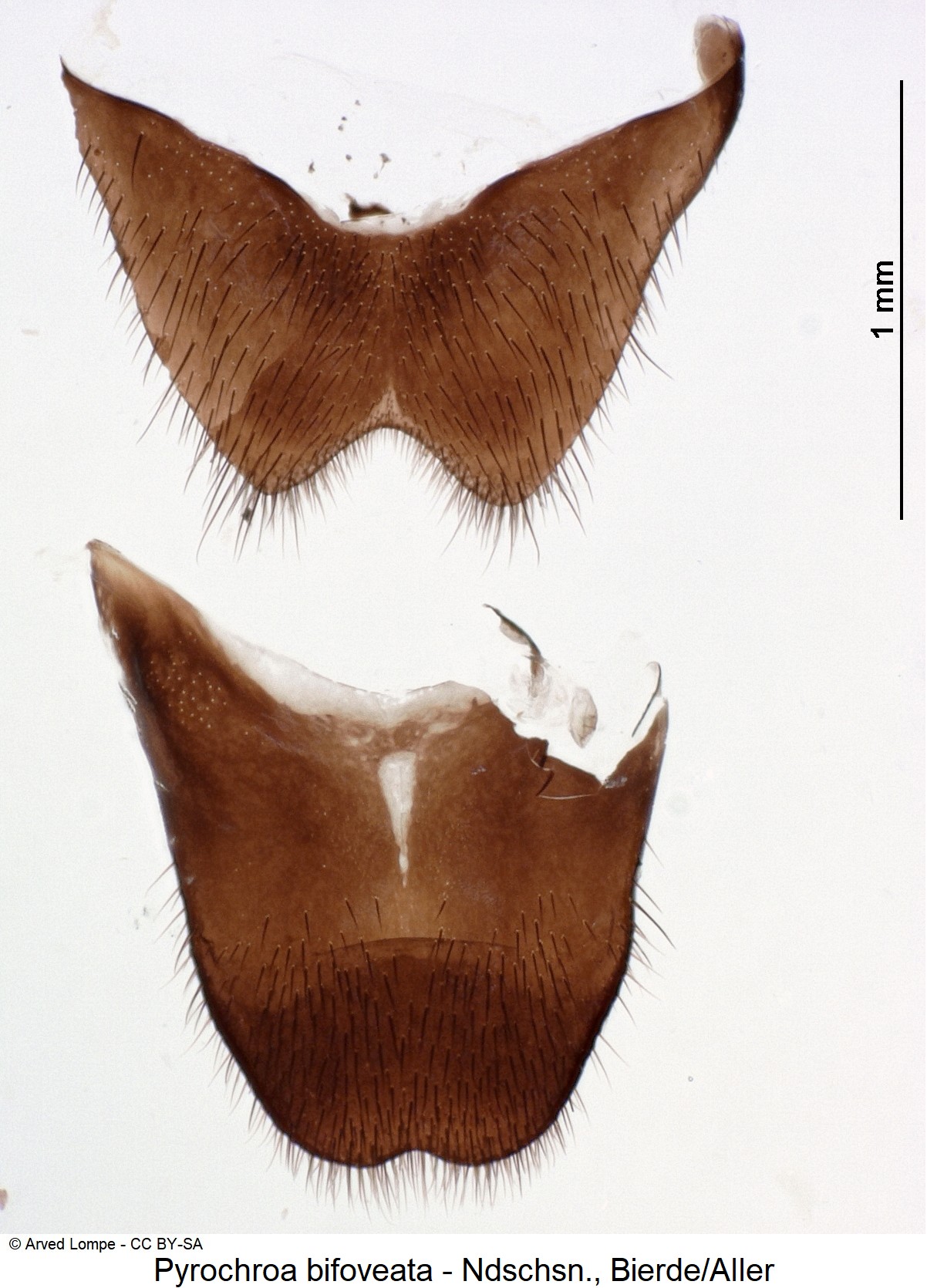 pyrochroa_bifoveata_ck9689_sternitviii.jpg