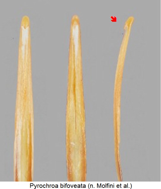 pyrochroa_bifoveata_detail.jpg
