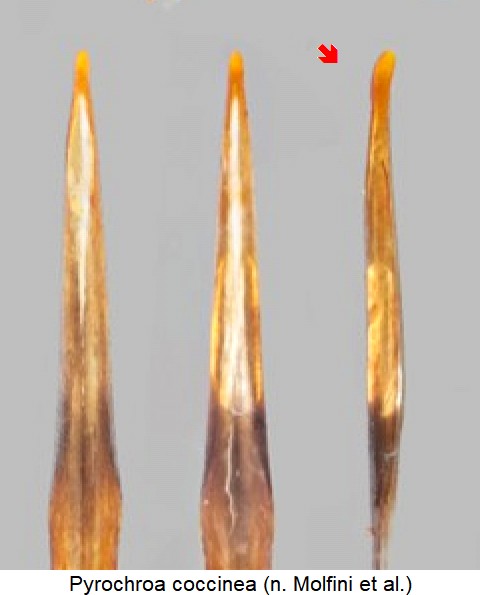 pyrochroa_coccinea_detail.jpg