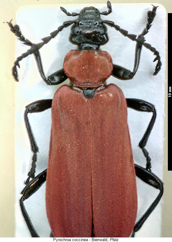 pyrochroa_coccinea_hab2.jpg
