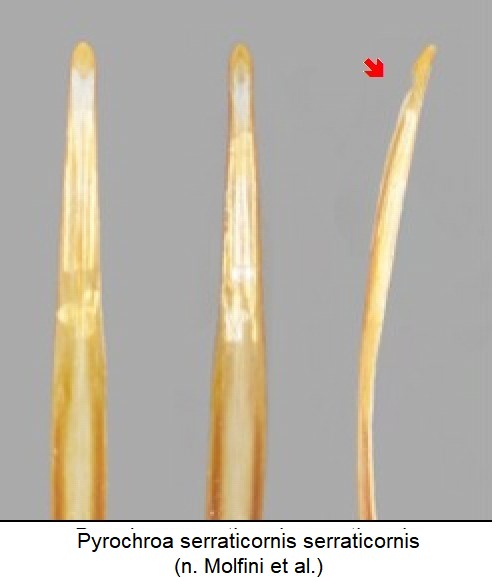pyrochroa_serraticornis_detail.jpg