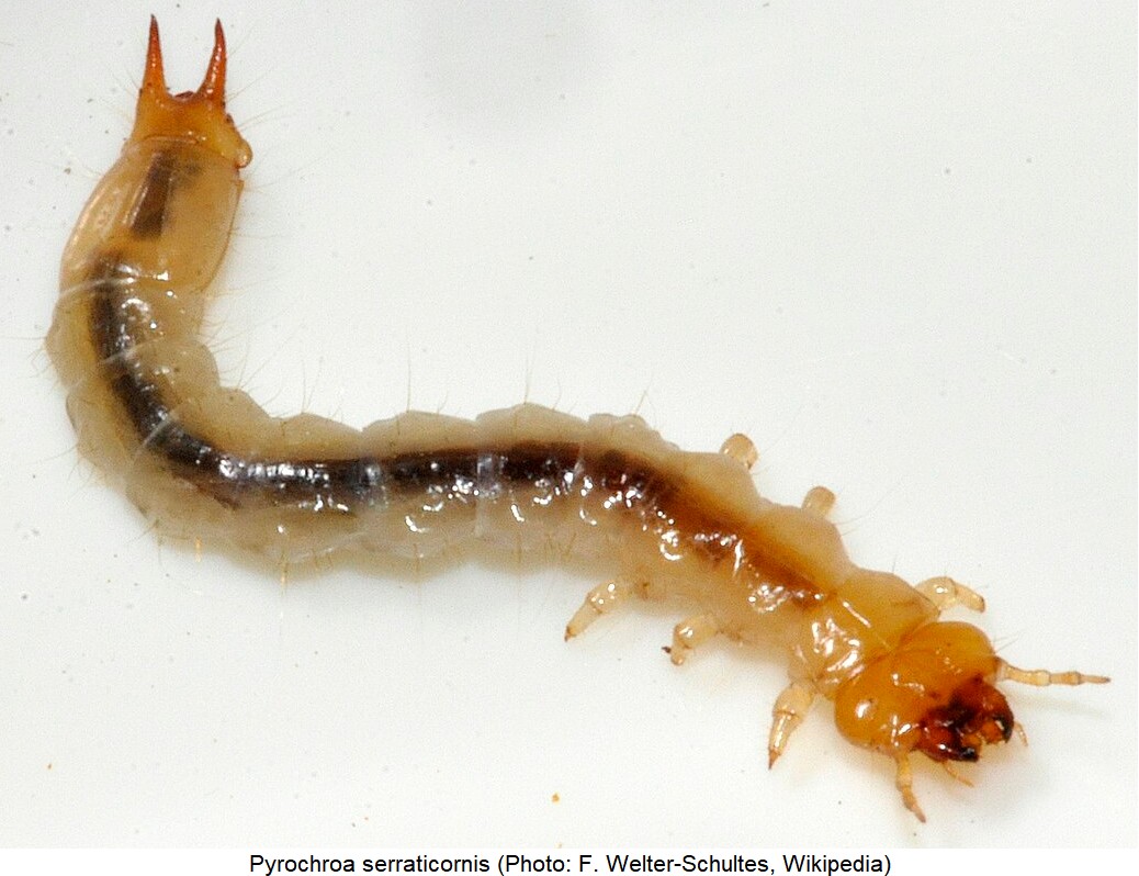 pyrochroa_serraticornis_larv-1.jpg
