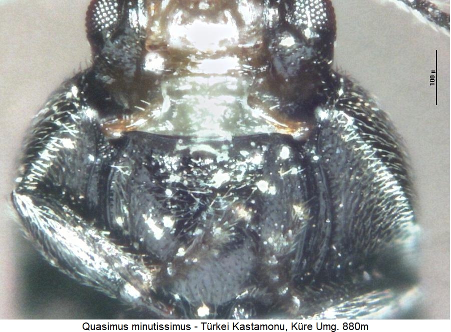 quasimus_minutissimus_us.jpg