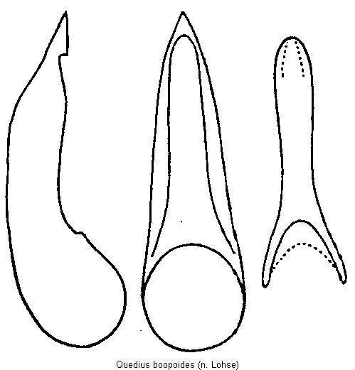 quedius_boopoides.gif