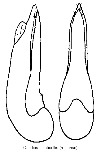 quedius_cincticollis.gif