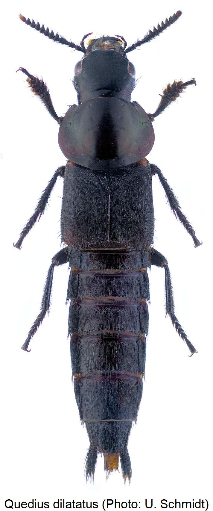 quedius_dilatatus_hab.jpg