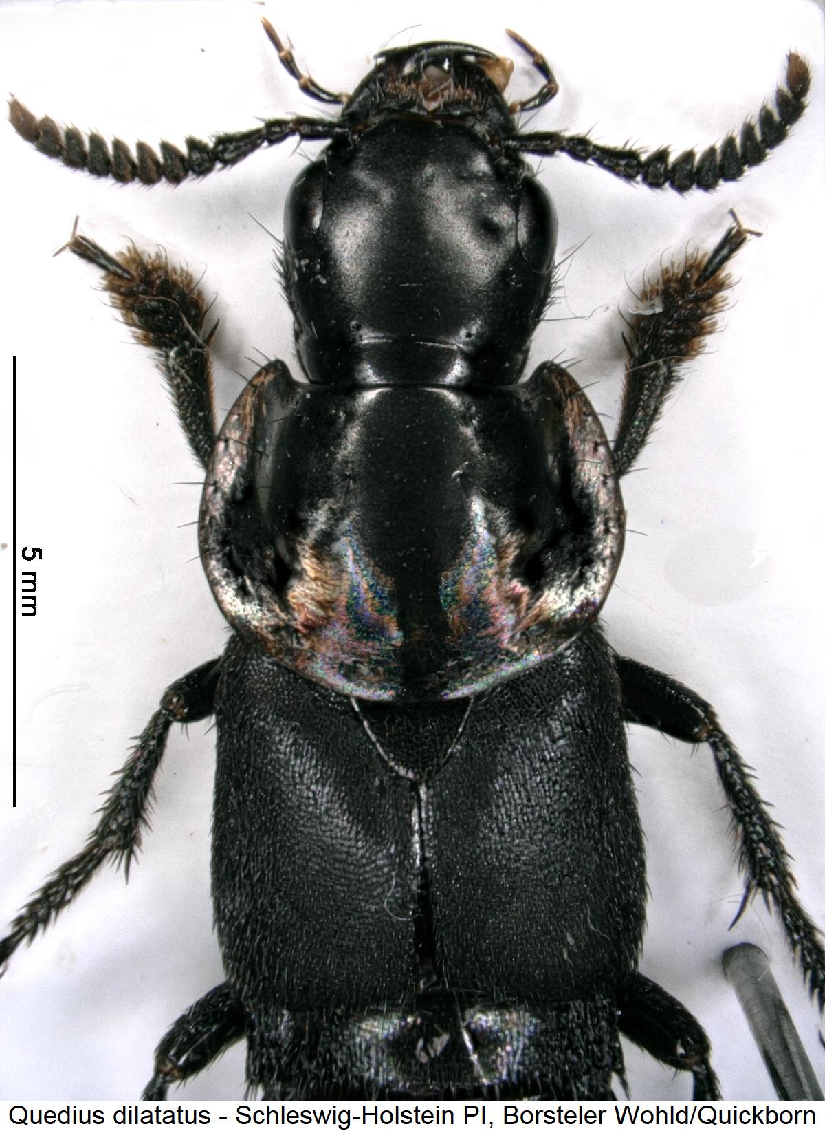 quedius_dilatatus_vk.jpg