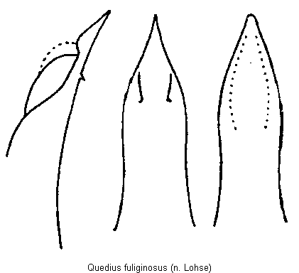 quedius_fuliginosus.gif