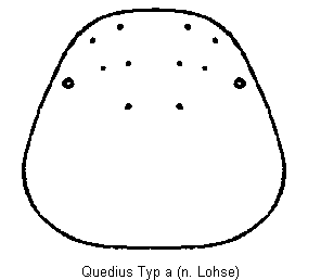 quedius_hsch_a.gif