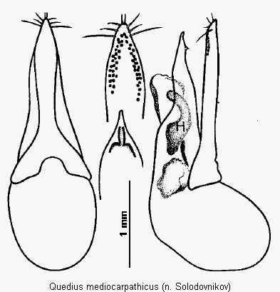 quedius_meridiocarpathicus1.gif