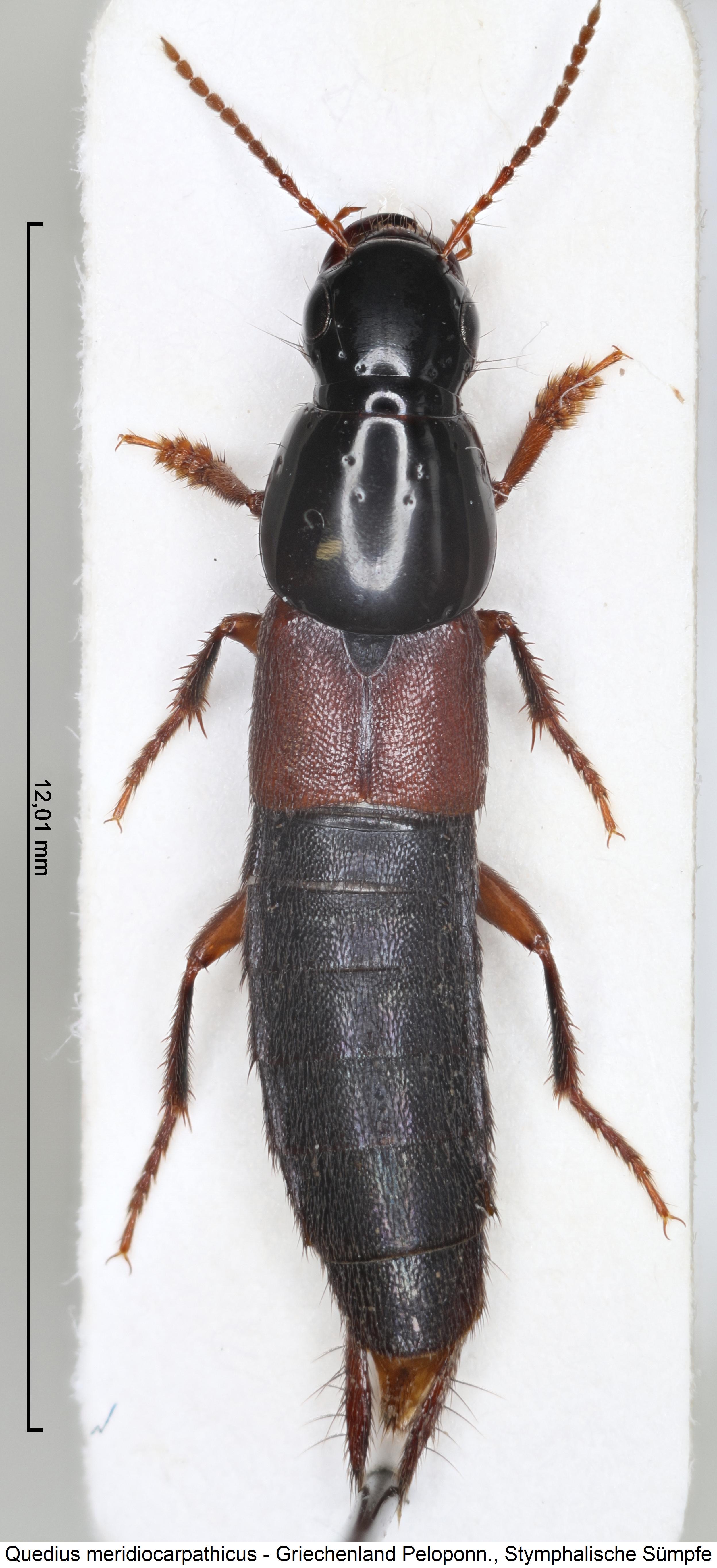 quedius_meridiocarpathicus_hab.jpg