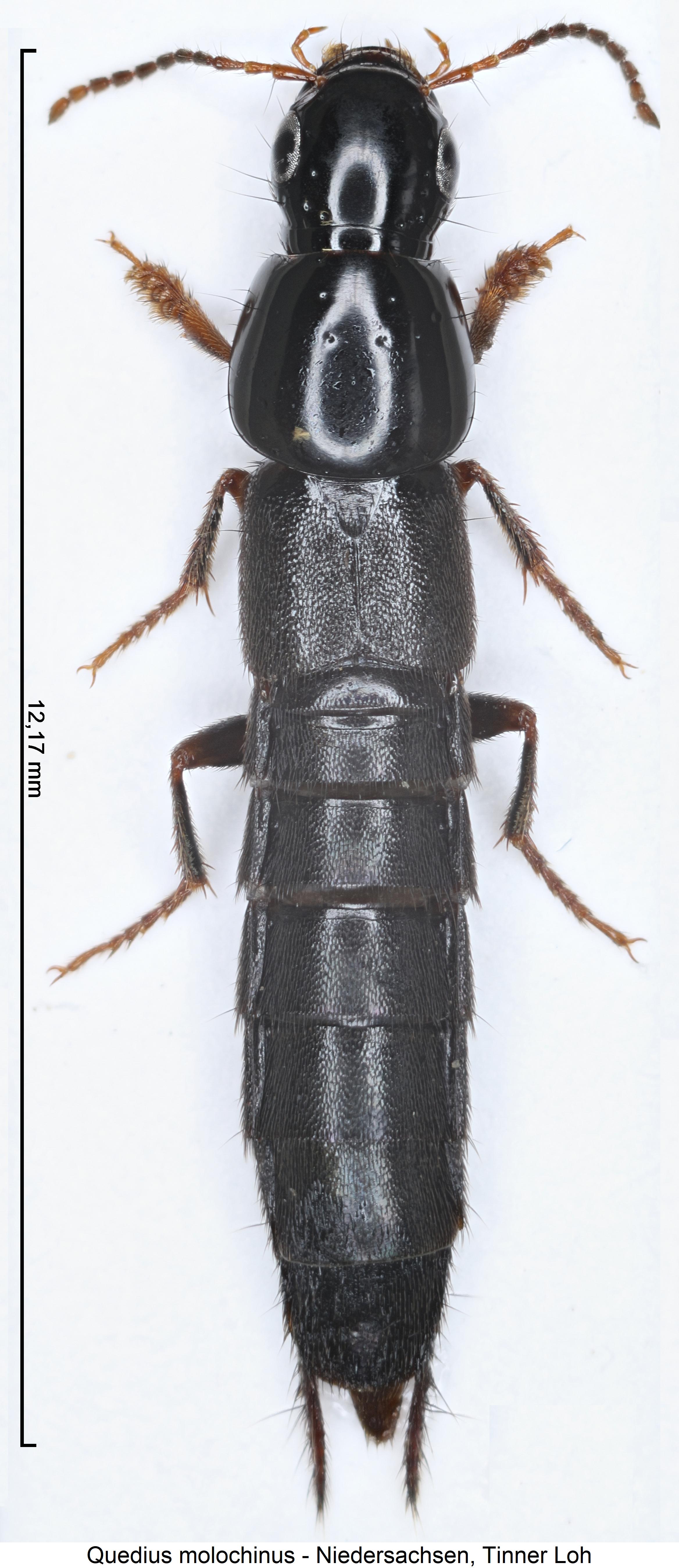 quedius_molochinus_hab.jpg