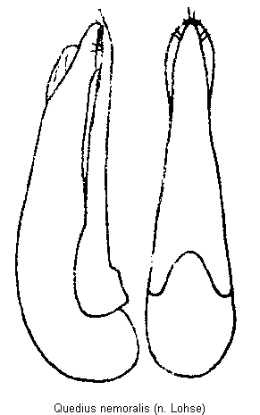 quedius_nemoralis.gif
