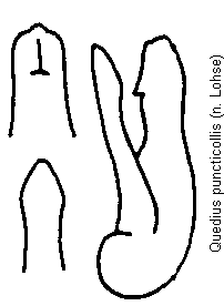 quedius_puncticollis.gif