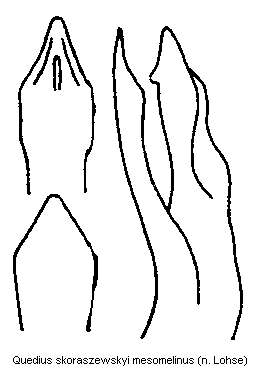 quedius_skoraszewskyi.gif