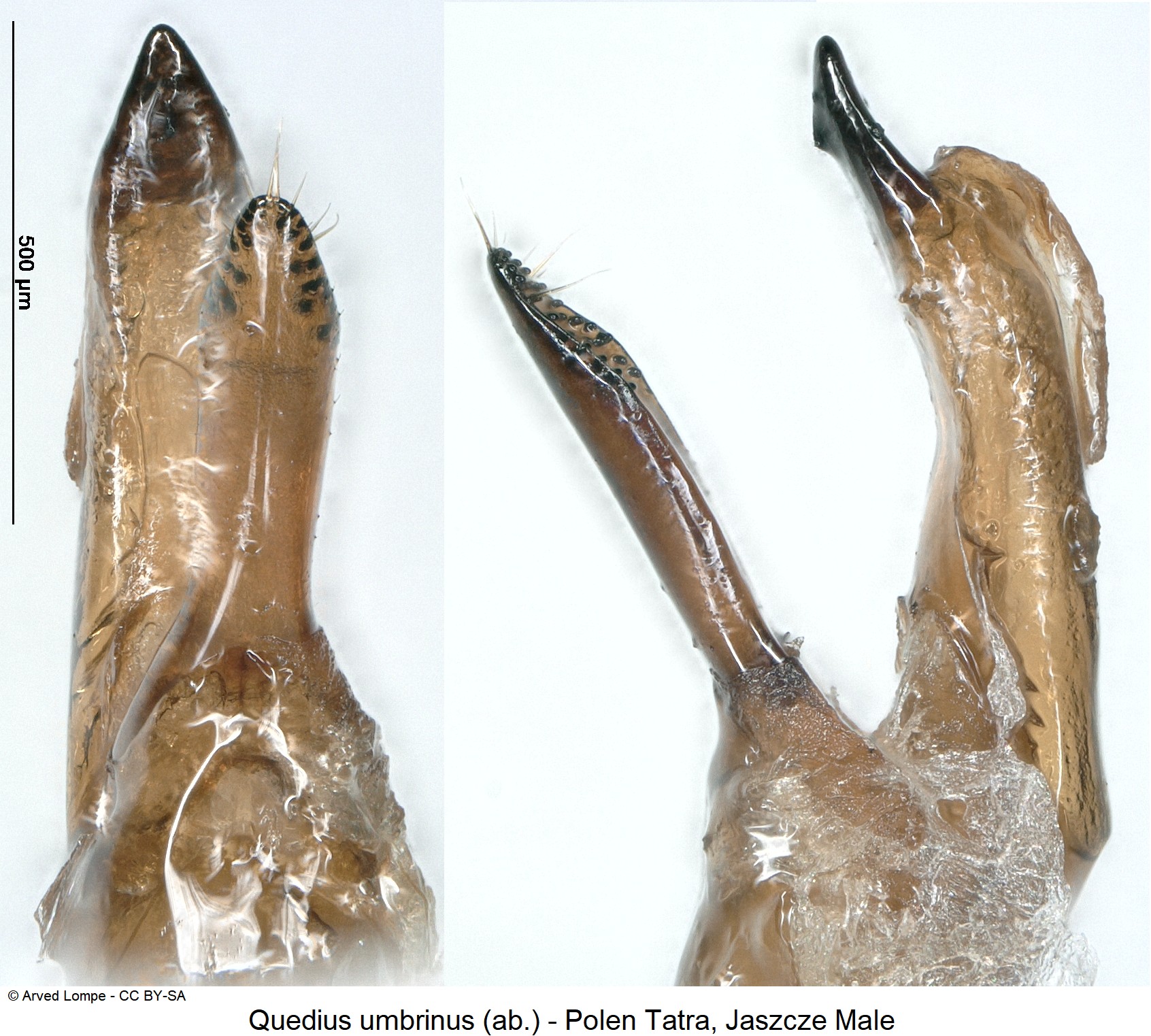 quedius_umbrinus_ab_ck33316378.jpg