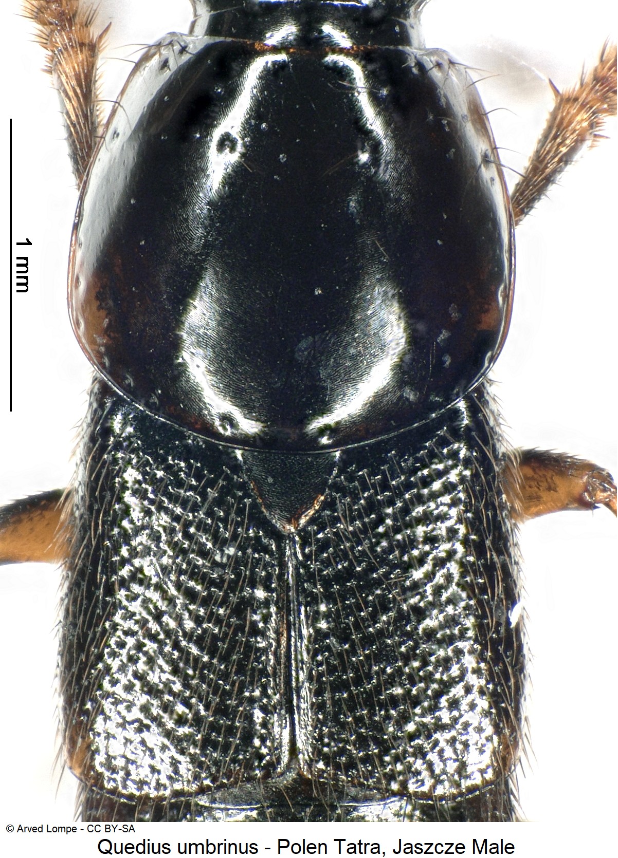 quedius_umbrinus_ck33316378_rumpf.jpg