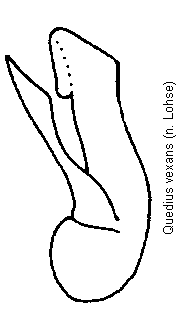 quedius_vexans.gif