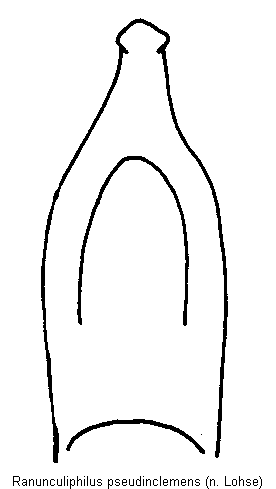 ranunculiphilus_pseudinclemens.gif