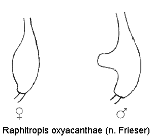 raphitropis_oxyacanthae_mschl.gif