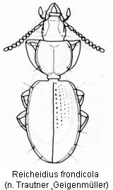 reicheidius_frondicola_hab.jpg