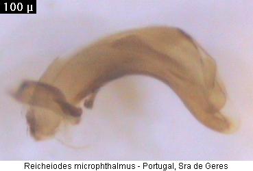 reicheiodes_microphthalmus.jpg