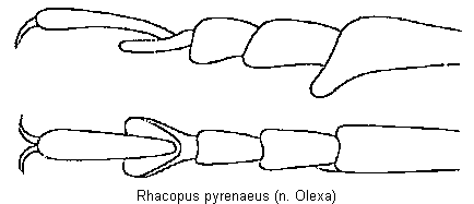 rhacopus_pyrenaeus_tr.gif