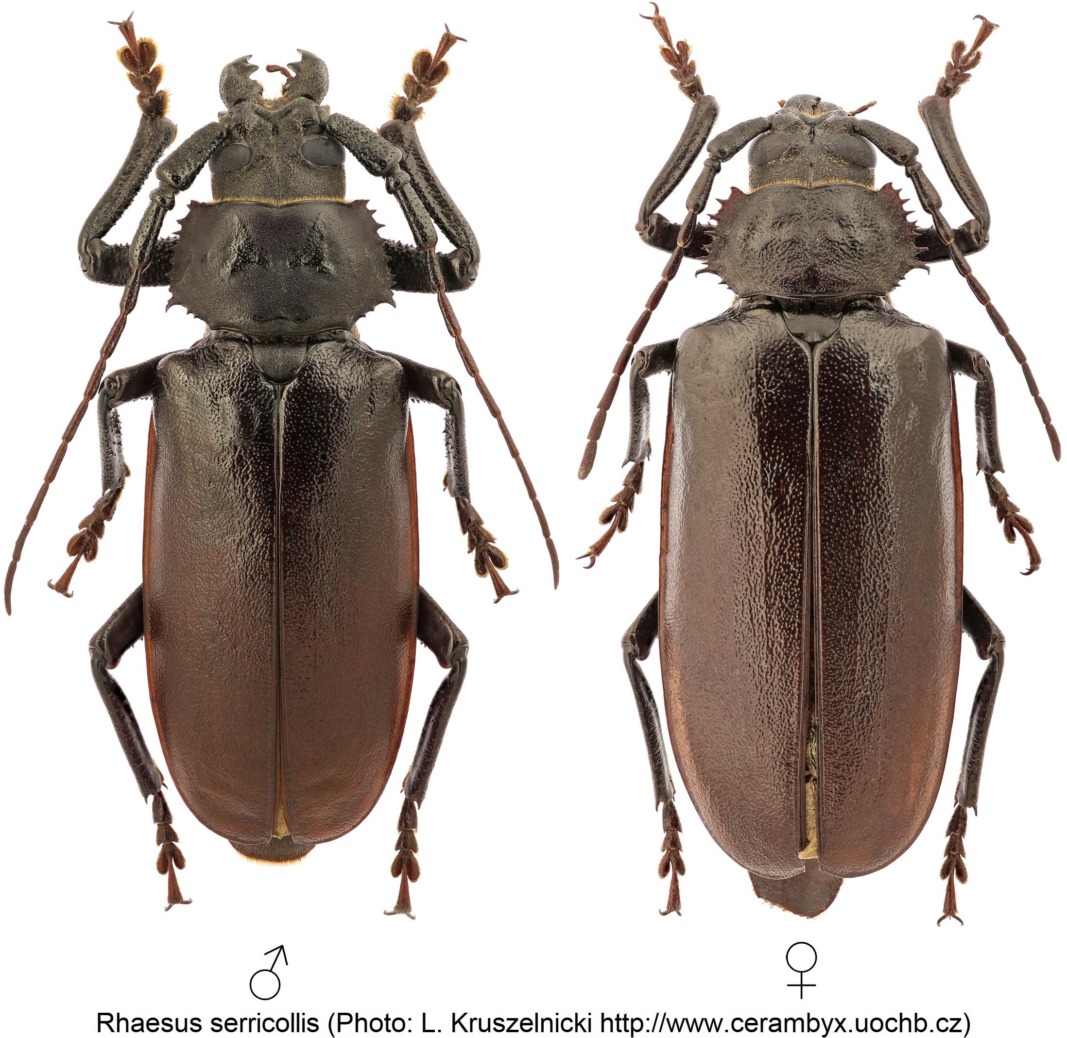 rhaesus_serricollis_hab.jpg