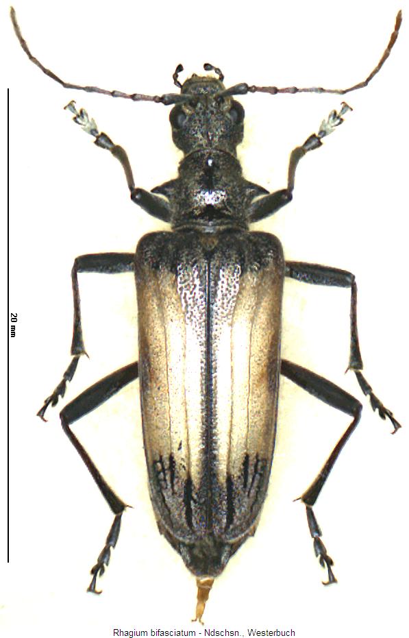 rhagium_bifasciatum2_hab.jpg