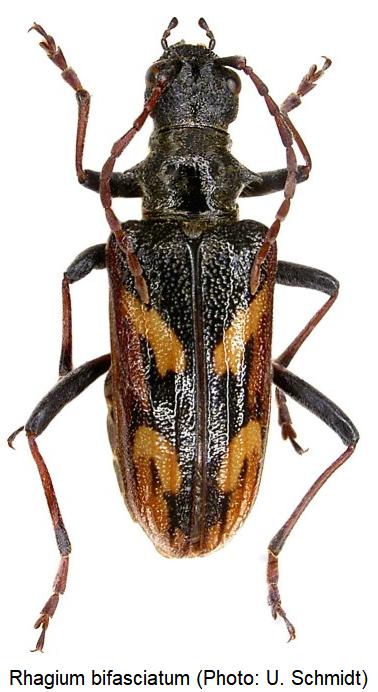 rhagium_bifasciatum_hab1.jpg