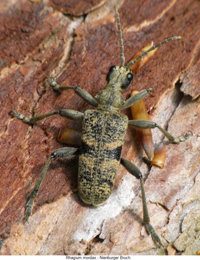 rhagium_mordax_hab.jpg