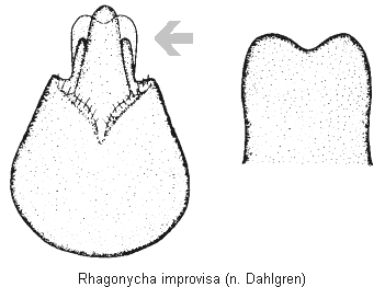 rhagonycha_improvisa.gif