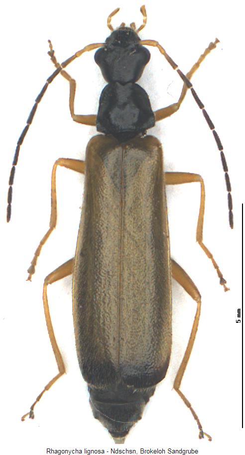 rhagonycha_lignosa_hab.jpg