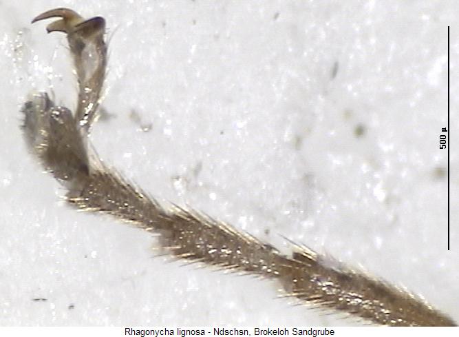 rhagonycha_lignosa_tr.jpg