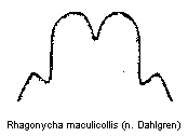 rhagonycha_maculicollis.gif