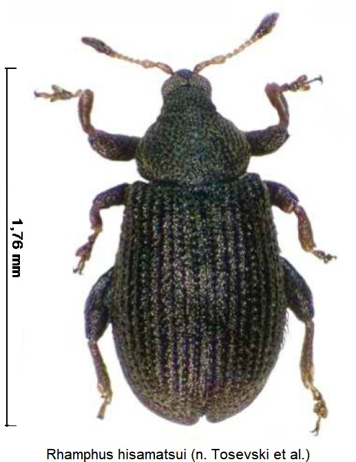 rhamphus_hisamatsui_hab.jpg