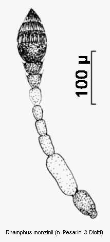 rhamphus_monzinii_f.gif