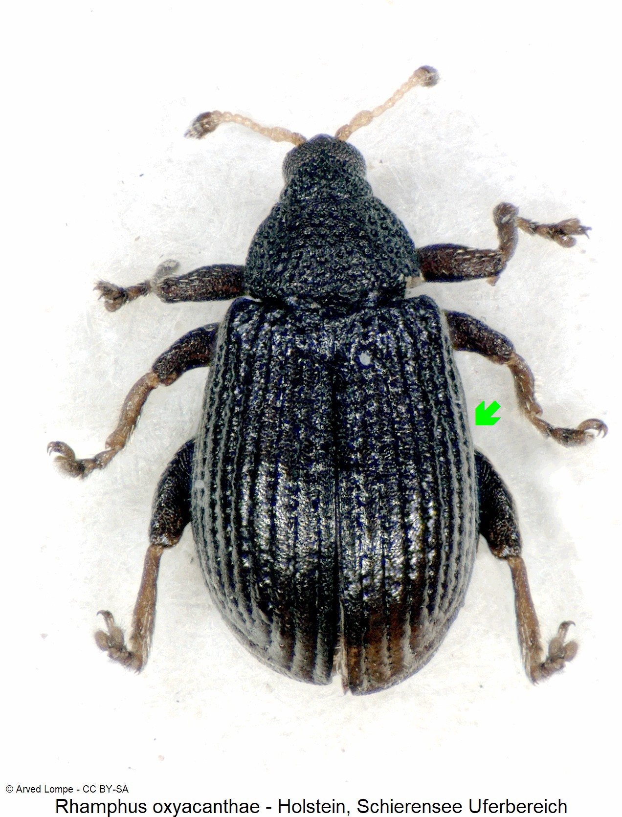 rhamphus_oxyacanthae_ck15496_hab.jpg
