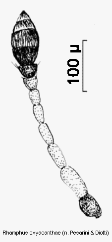 rhamphus_oxyacanthae_f.gif