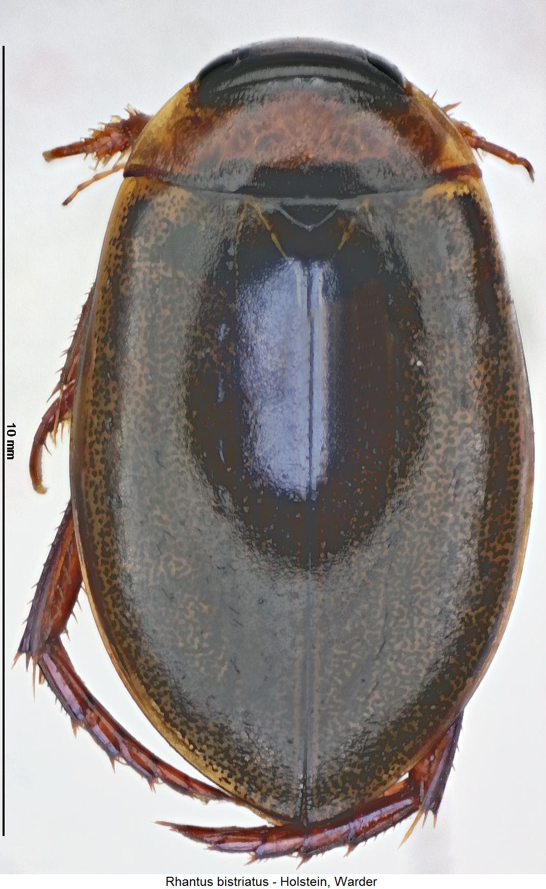 rhantus_bistriatus_hab.jpg