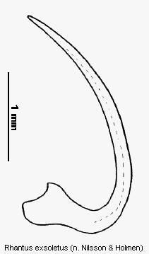 rhantus_exsoletus.gif