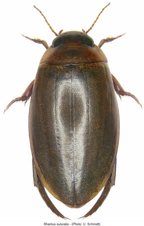 rhantus_suturalis_hab.jpg