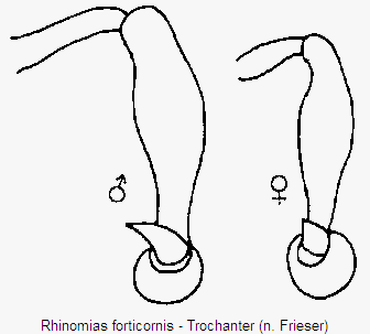 rhinomias_forticornis_vb.gif