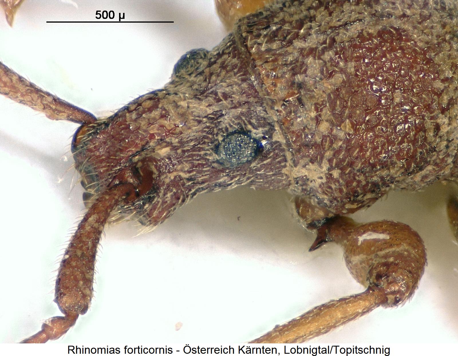 rhinomias_forticornis_vschl.jpg