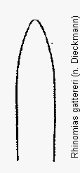 rhinomias_gattereri.gif