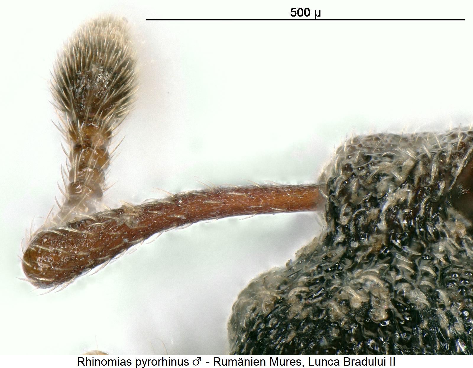 rhinomias_pyrorhinus_m_f.jpg