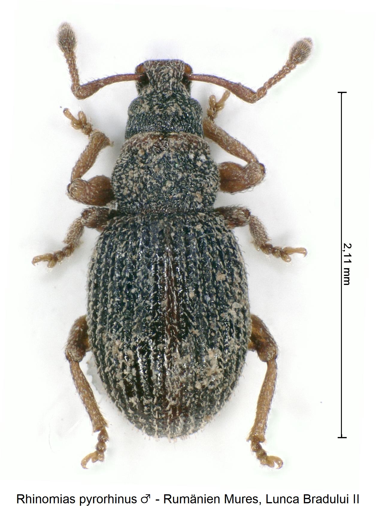 rhinomias_pyrorhinus_m_hab.jpg