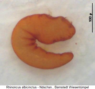 rhinoncus_albicinctus_sperm.jpg