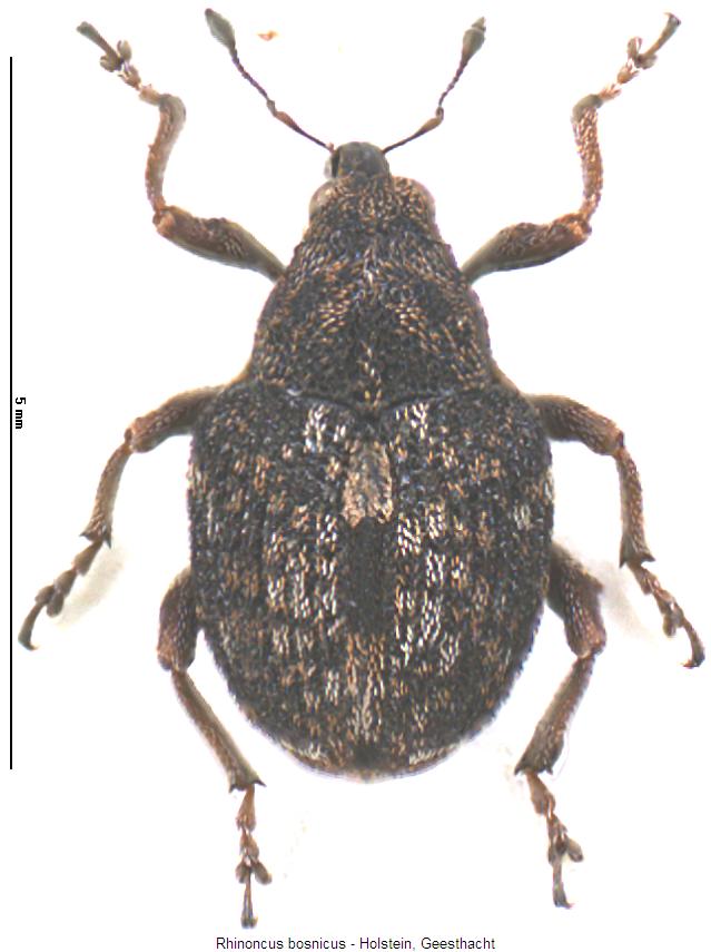 rhinoncus_bosnicus_hab.jpg
